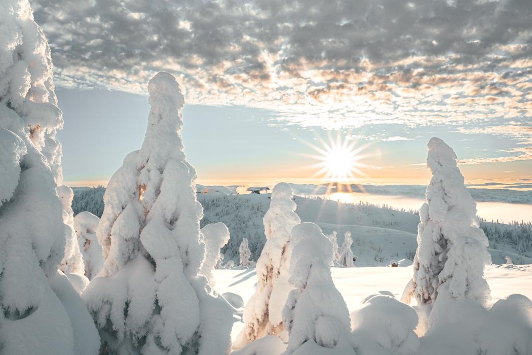 Stolheis i vintersol