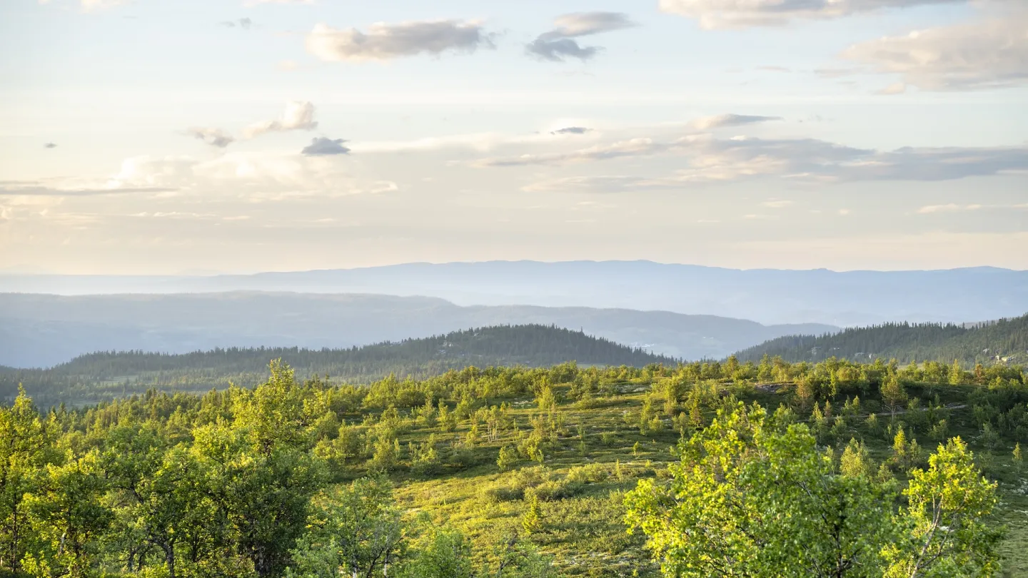 Bilde fra snaufjellet i Nesfjellet