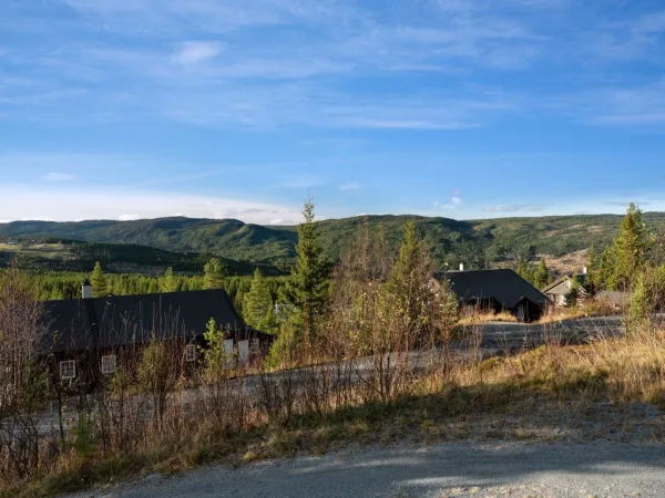 Høibu