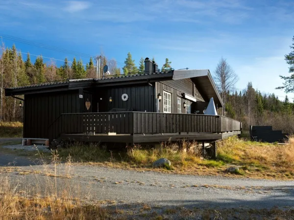 Høibu