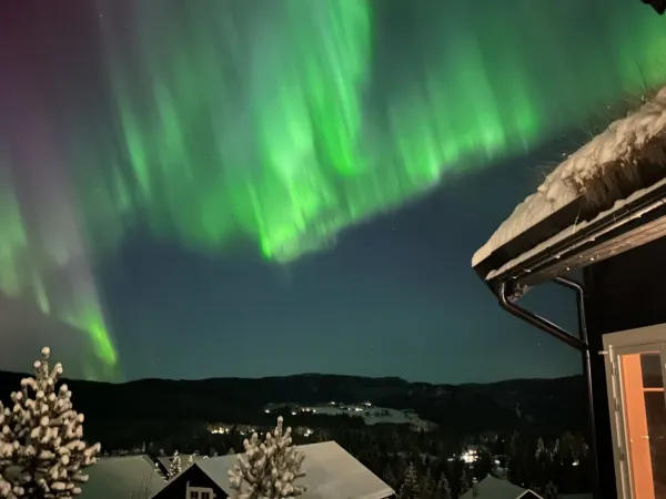 Fjellhvil