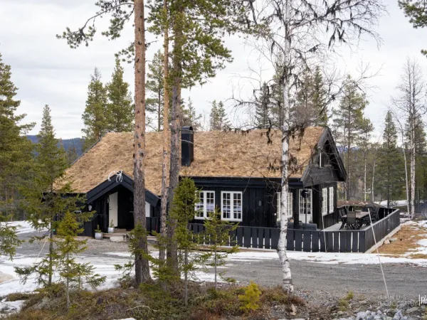 Hvilepuls