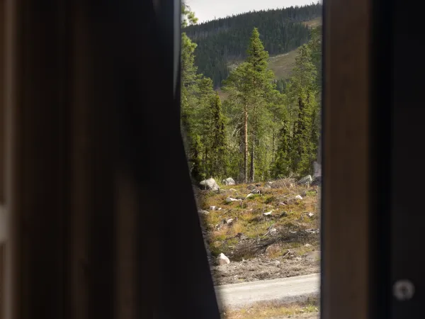 Skogsbu