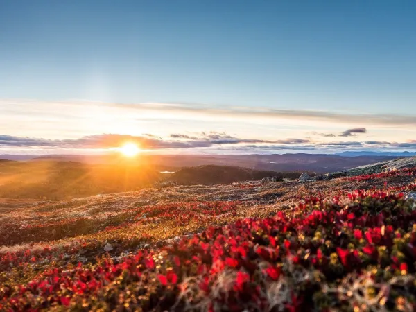 Fjellsol