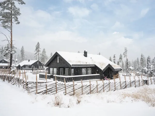 Solsikten