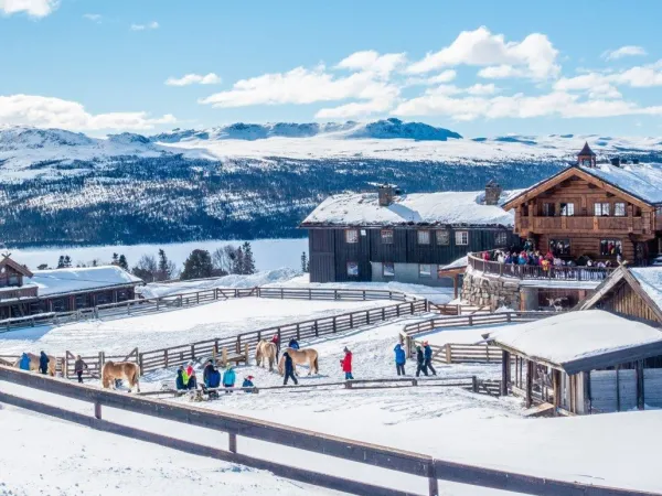 Fjellreven