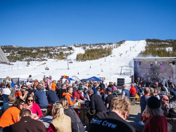 Fjellhvil