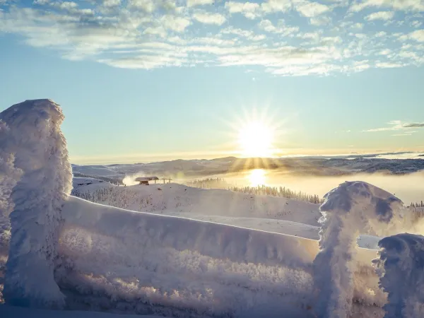 Fjellhvil
