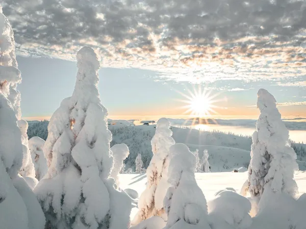 Fjellhvil