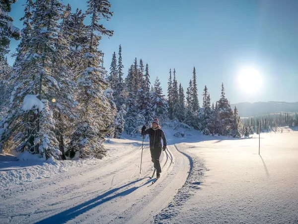 Fjellhvil