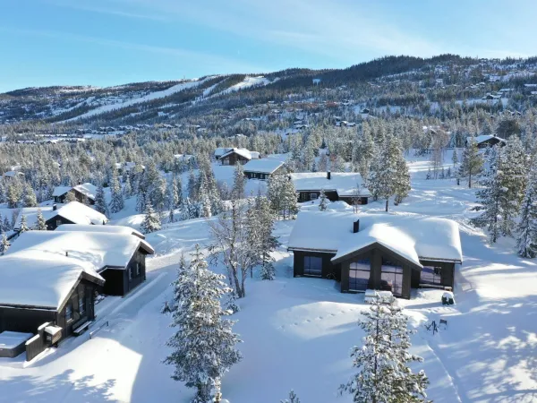 Fjellreven