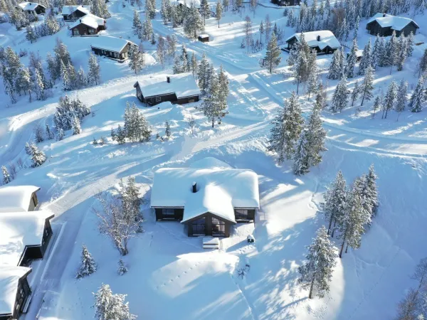 Fjellreven