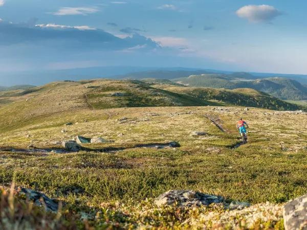Fjellreven