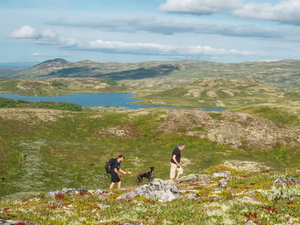 Fjellhvil