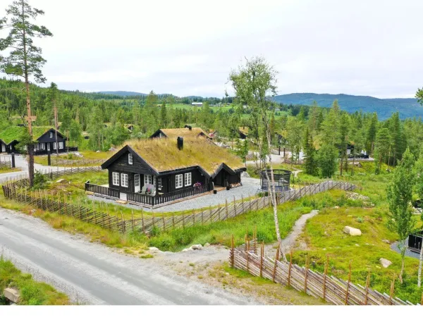 Solsikten
