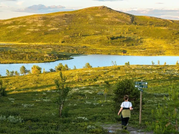 Fjellhvil