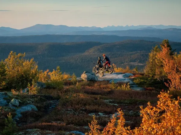 Fjellhvil