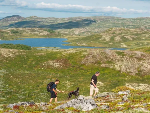 Fjellgrend