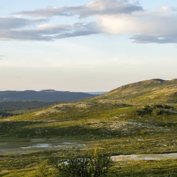 Bilde fra snaufjellet i Nesfjellet